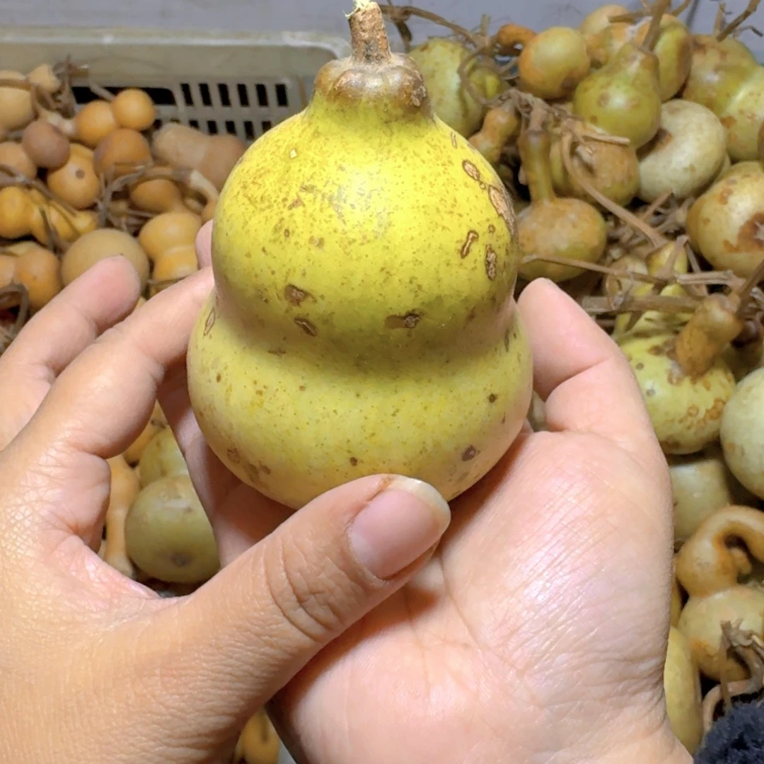 青皮葫芦瑕疵品不退不换不保成