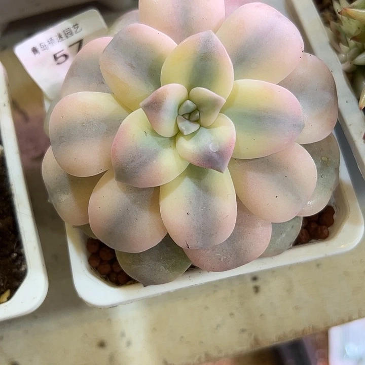 57华丽风车锦多肉植物