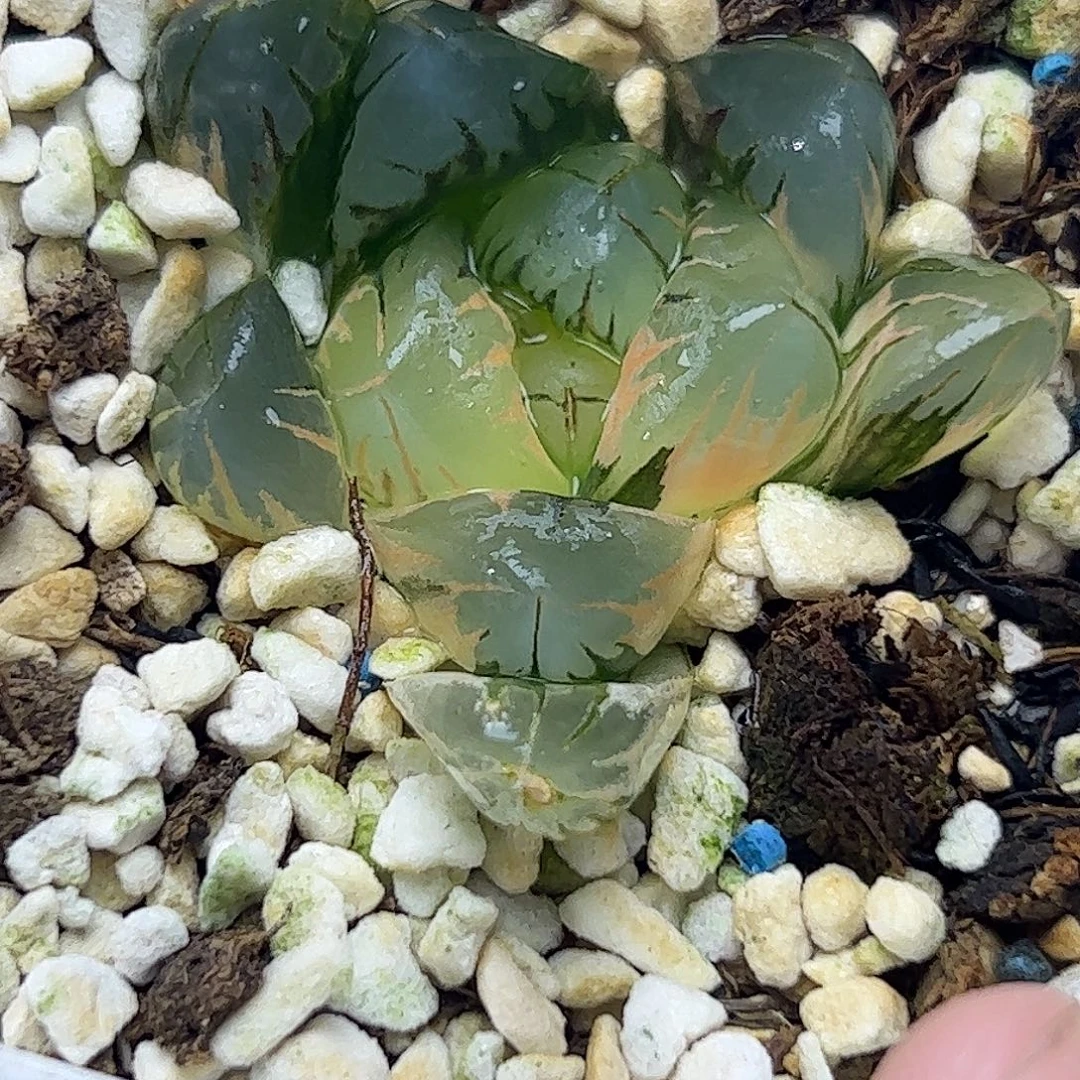 北极之光锦十二卷多肉植物