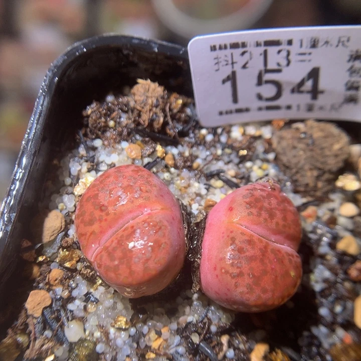 精品生石花213.154