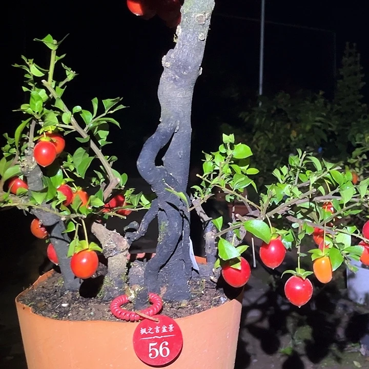 爆***敌当前无花栽培后可以开花