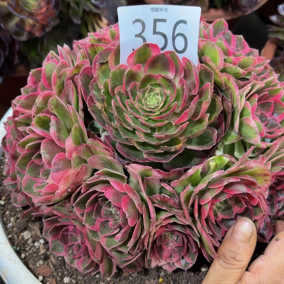 哈哈多肉葡萄福利来356