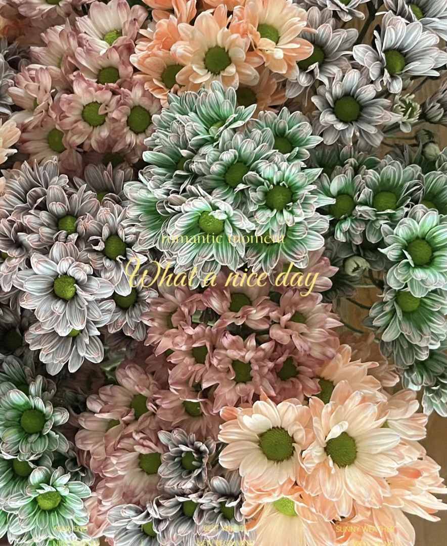 【小阿阮 】吸色小雏菊·耐放 云南A级鲜花清新文艺 顺丰冷链包邮
