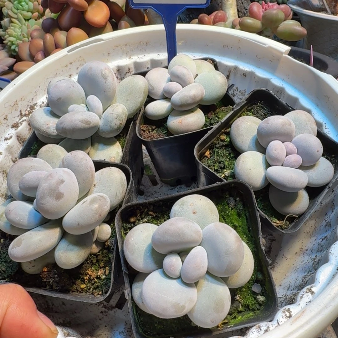 白帝城156随机发一颗