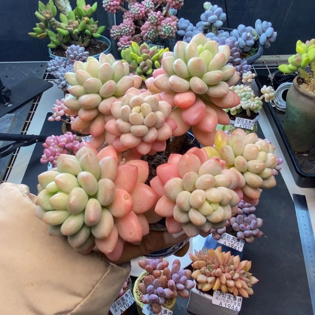 976鱼子酱多肉9c m