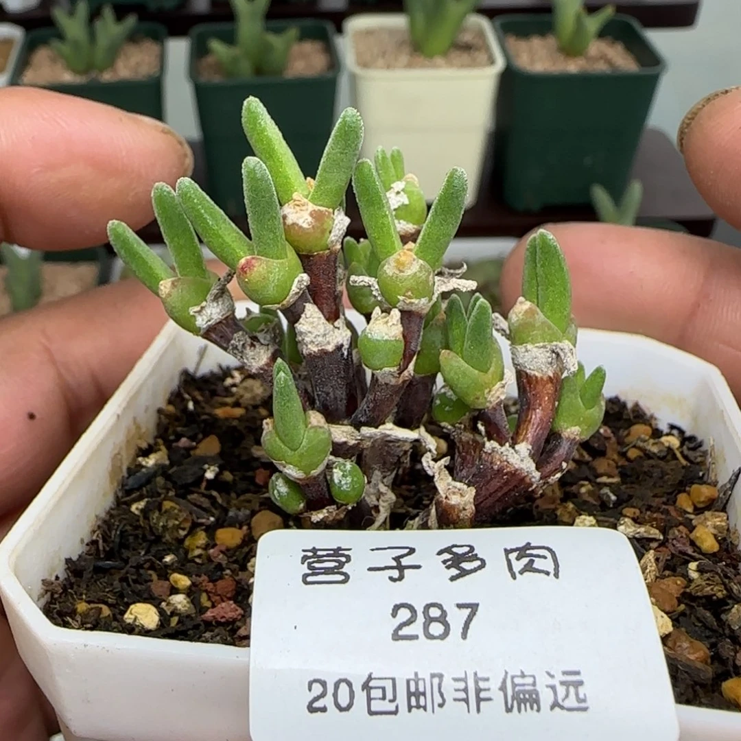 枝干兔脱土发货。