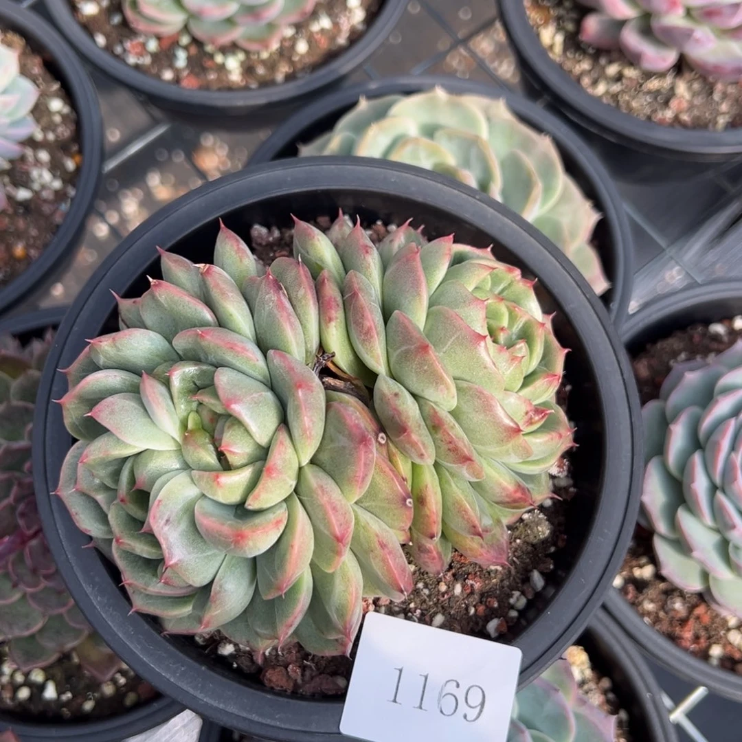 我****鱼1169r' r r r r r肉肉