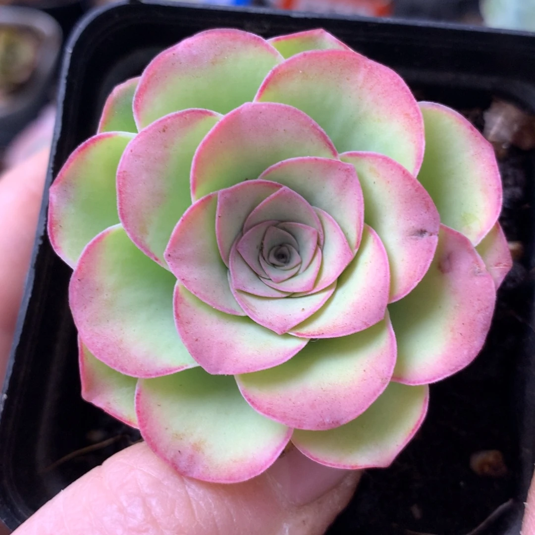 一物一拍毛绒灵泽201