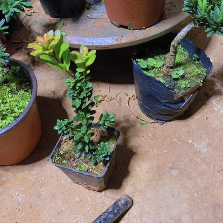 远***翔无花朵罗汉松盆景2222