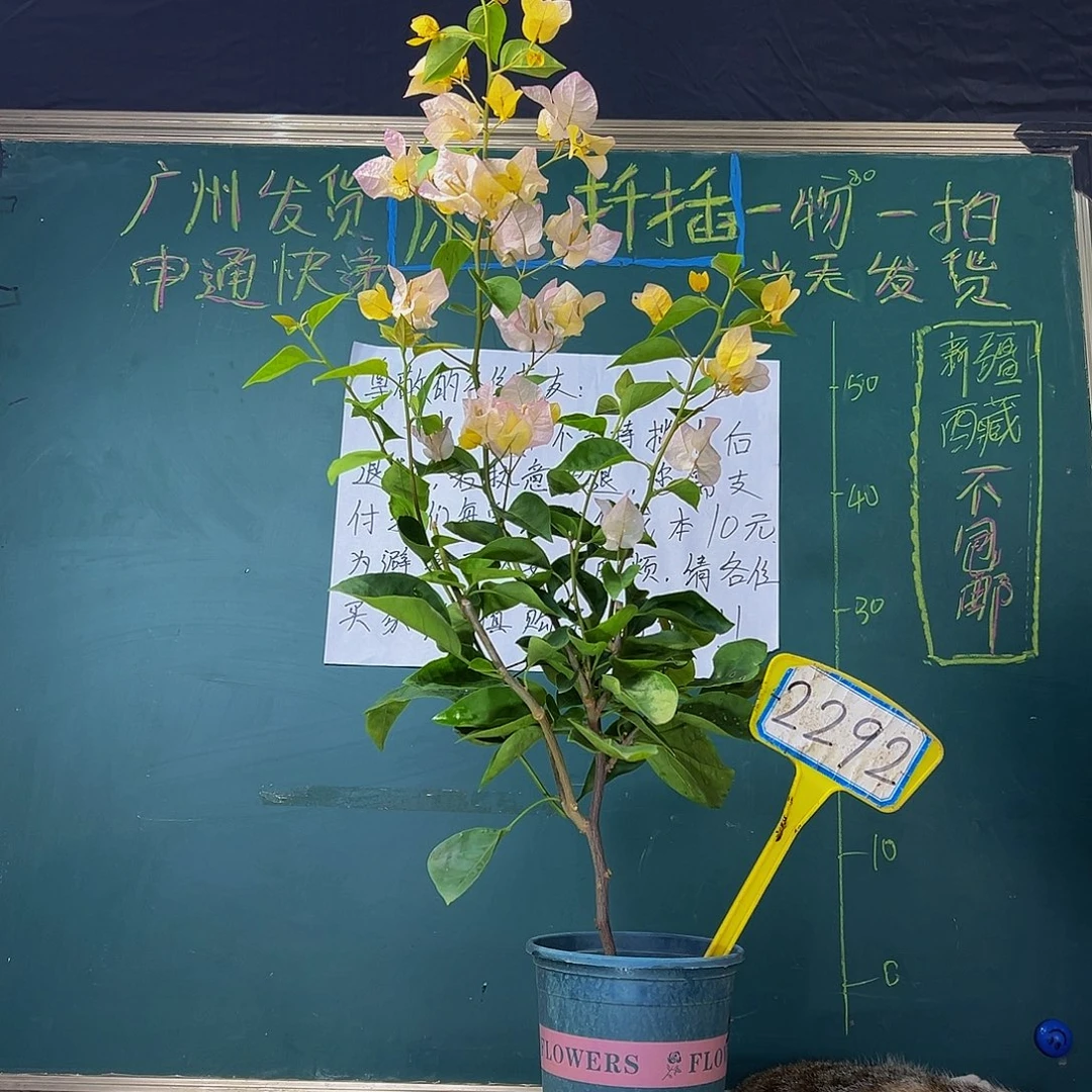 当前无花栽培后可以开花   黄玫瑰   2292