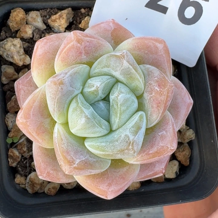 冰玉  开播福利多肉植物