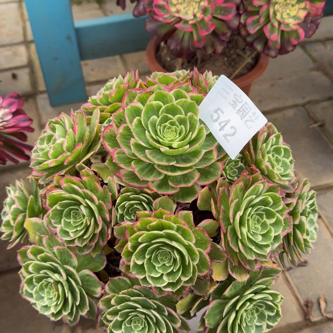 老*多肉植物542万彩灯