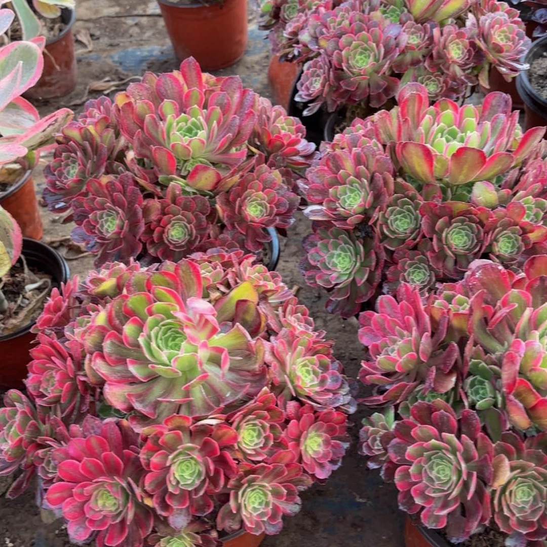 安娜9.9多肉植物