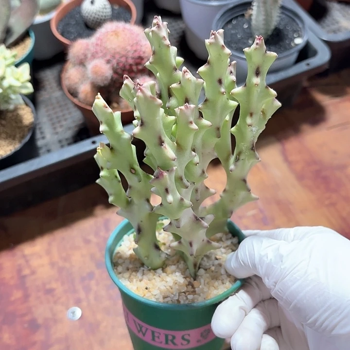 一白珊瑚仙人球223