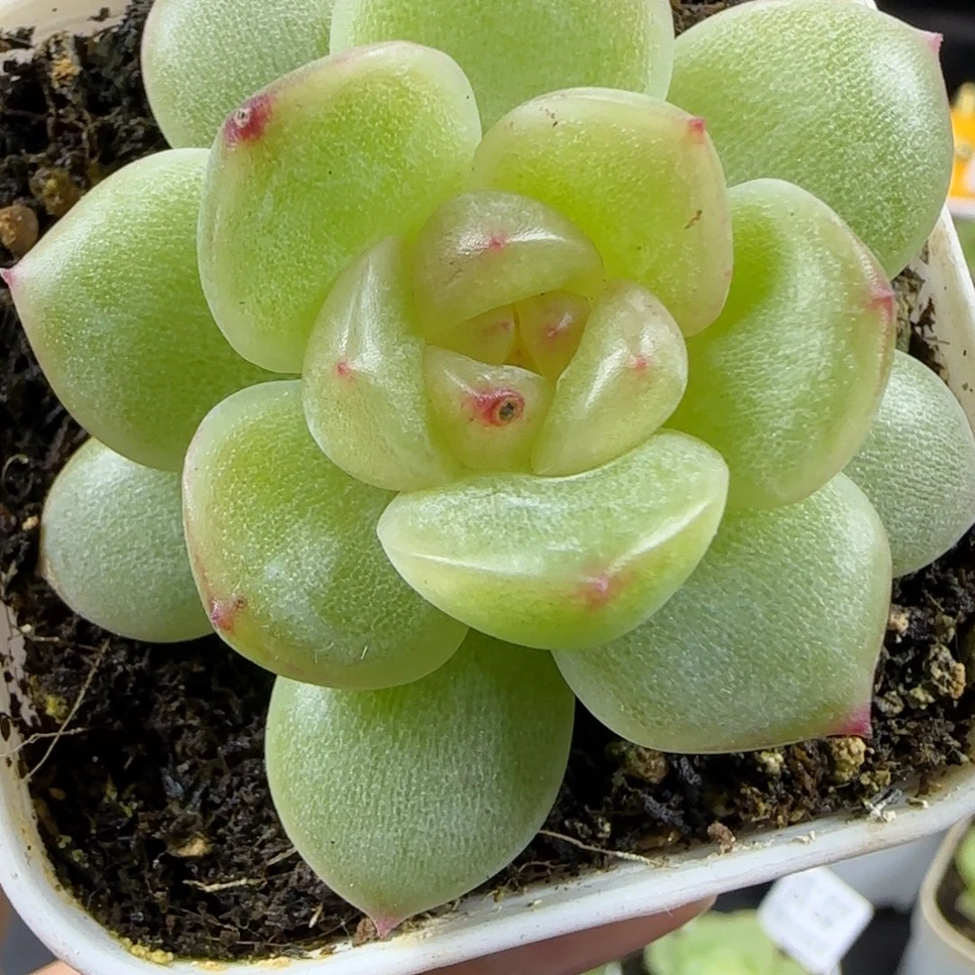 摆****东篱下多肉植物哈哈哈哈