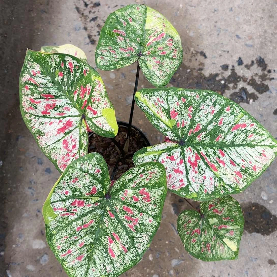 118-0119彩叶芋泰国发货