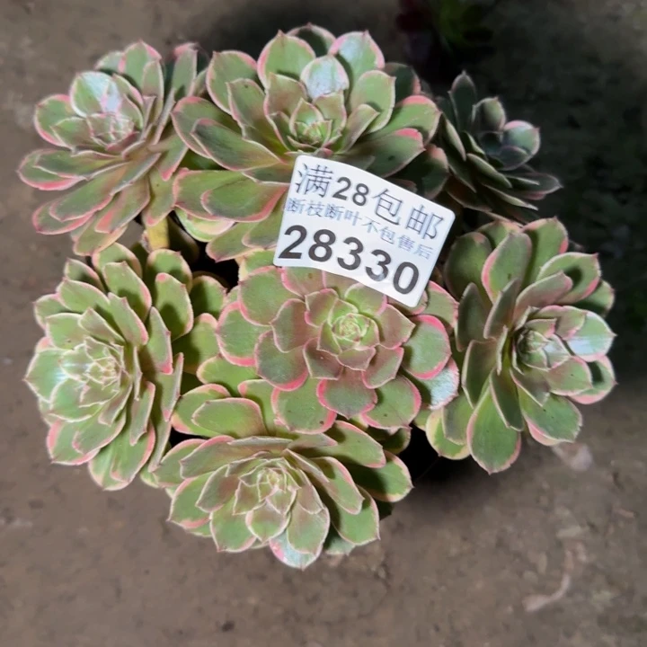 28330南花妖多肉植物