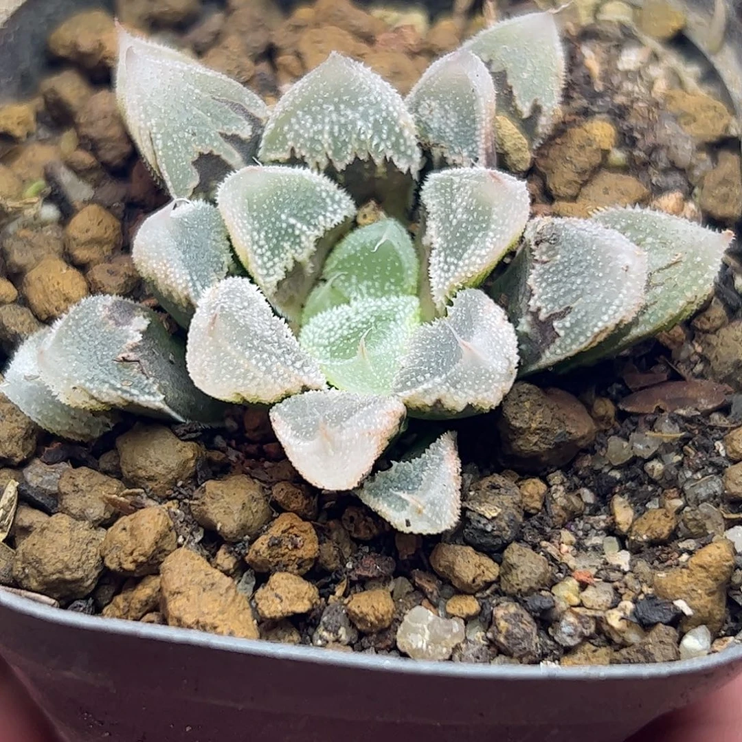 全窗白帝城十二卷多肉植物