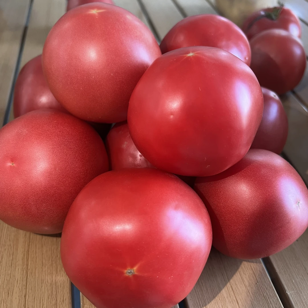 【坏果包赔】山西自然熟沙瓤西红柿 露天现摘 酸甜儿时味