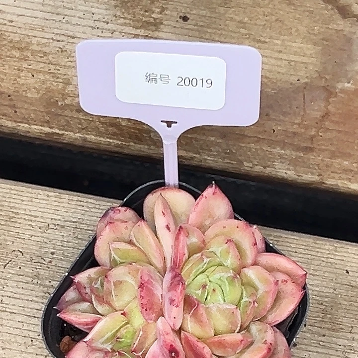 20019号。 福利多多