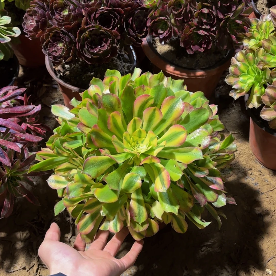 雅典娜12.8多肉植物