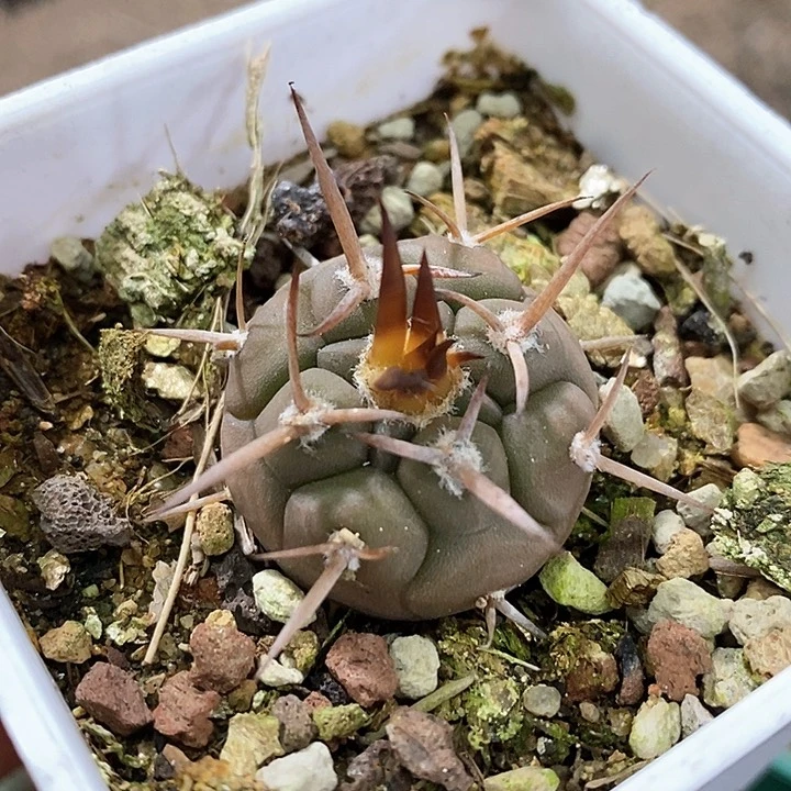 孤品实生优选粗刺守金摩天龙2.8cm