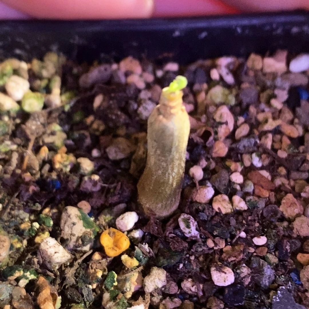 念珠没药实生一个