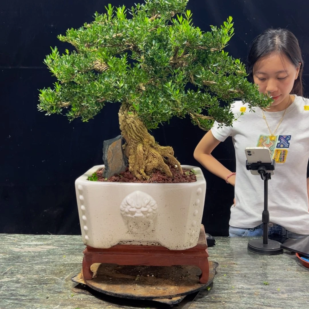 无花朵广东黄杨四季常青