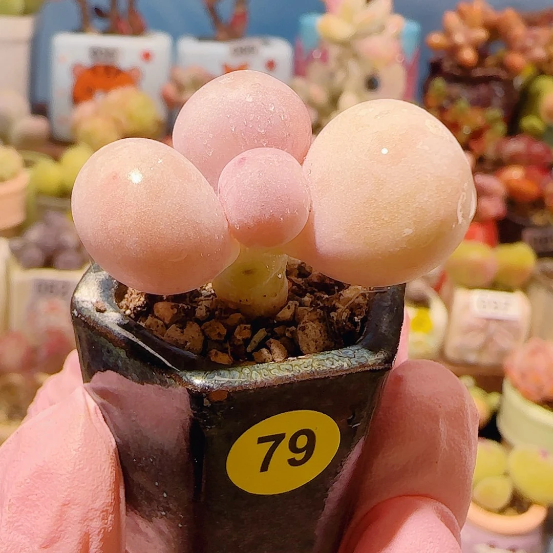 不***朽T蛋黄奶盆口2.5cm