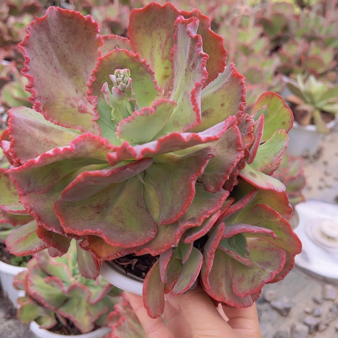 舞会红润石化大单头带仔