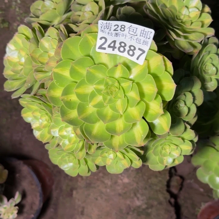 24887南抹茶多肉植物