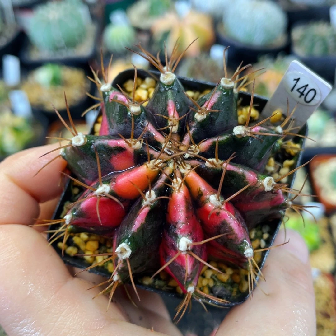 盆5公分满25包邮裸根发货