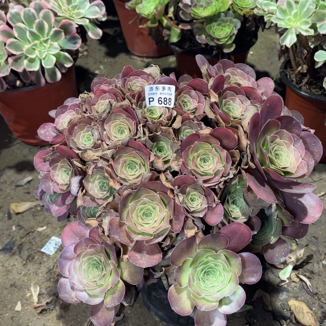 688魅金玫瑰多肉法师断枝不包