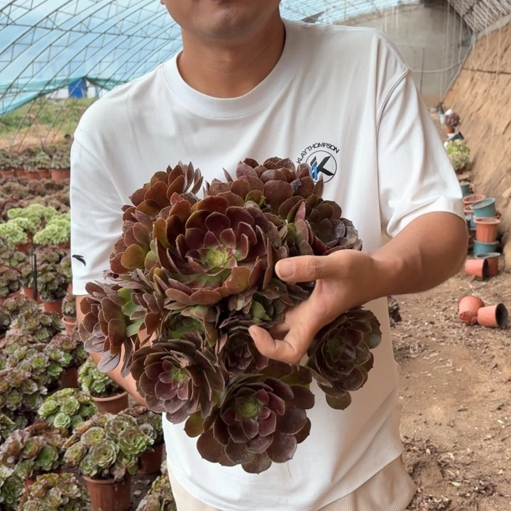 万黑公主好看好养