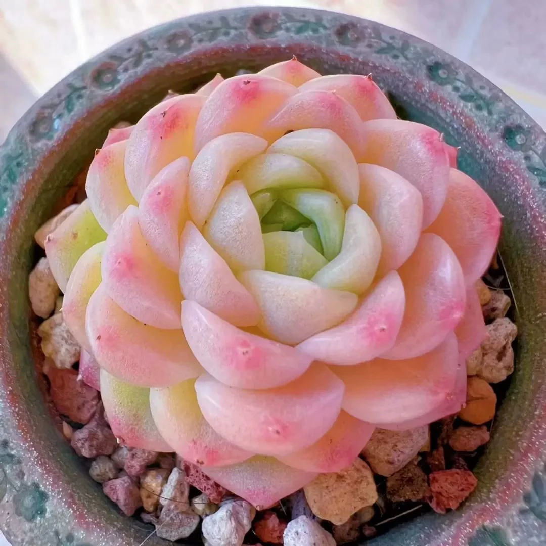 【满9.9包邮】粉魄6.5cm盆多肉植物以直播间展示为主