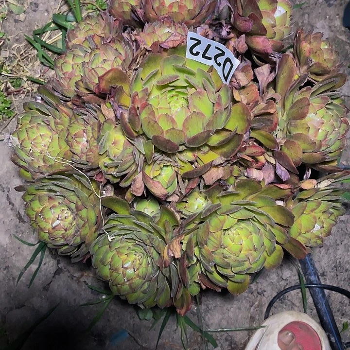 斑斓法师32–24包邮