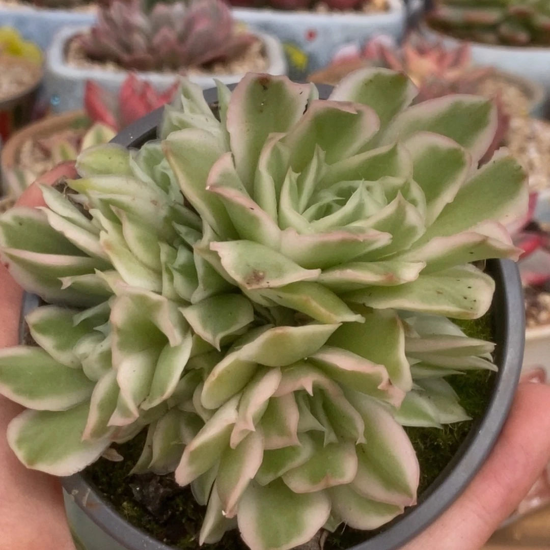 133紫蝴蝶锦锦锦锦锦锦锦锦
