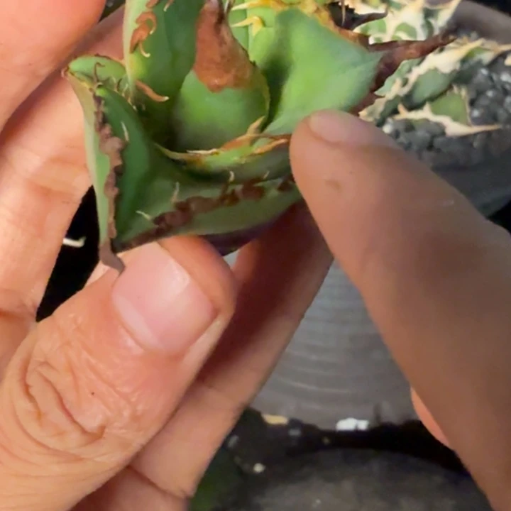 龙舌兰仁王冠籽播