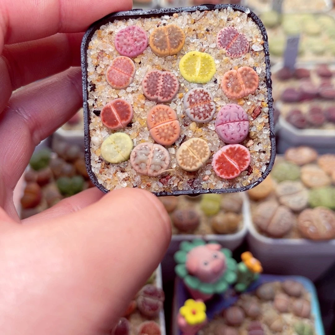 208号带盆包邮发货