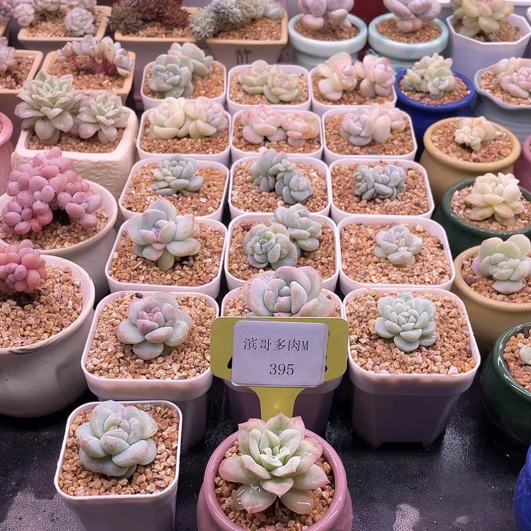 滨哥多肉M395泡泡纱单头