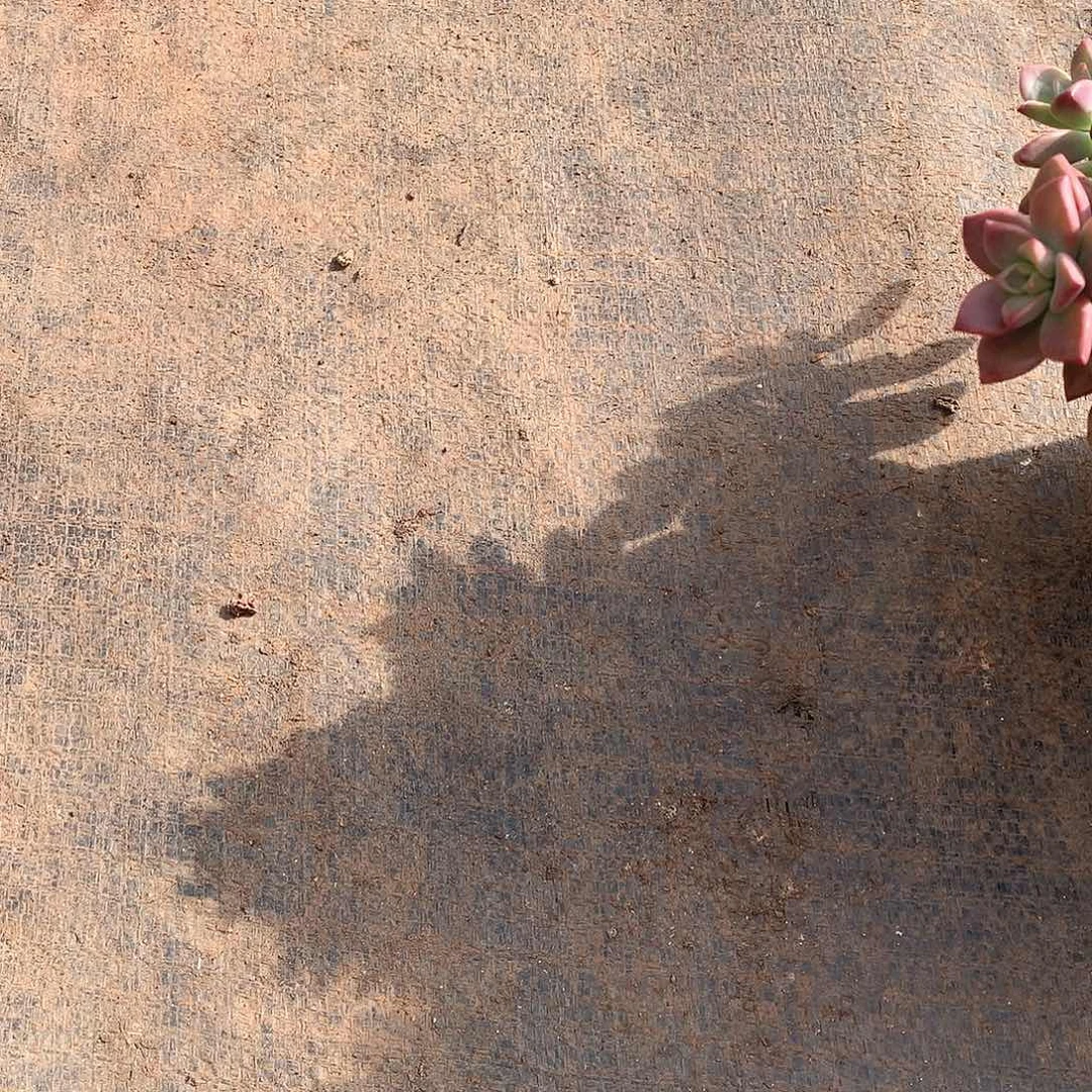 馨***宝390杂 一物一拍多肉