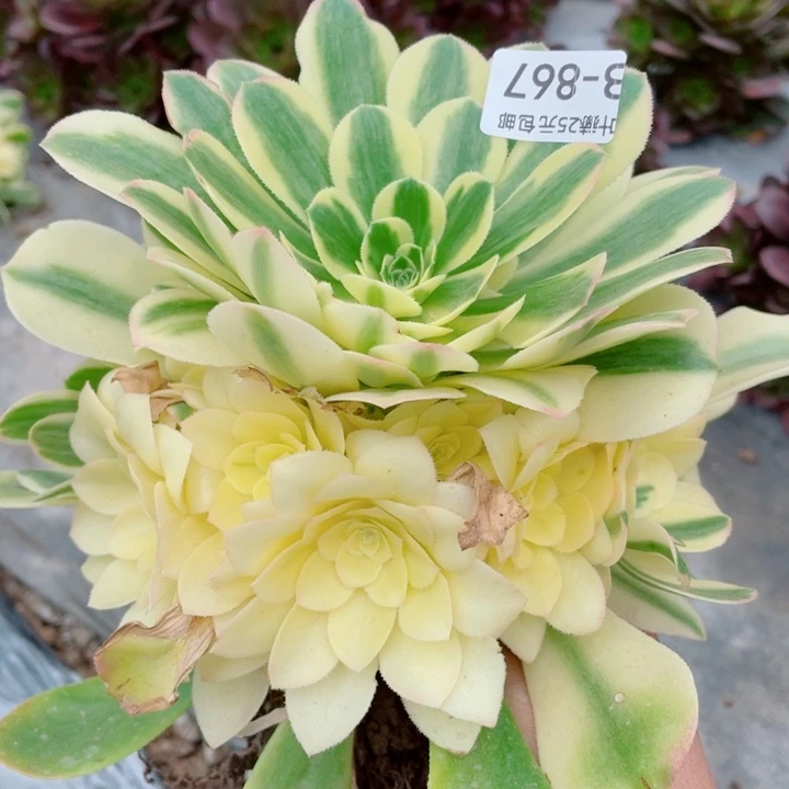 867雪连多肉1，12345678