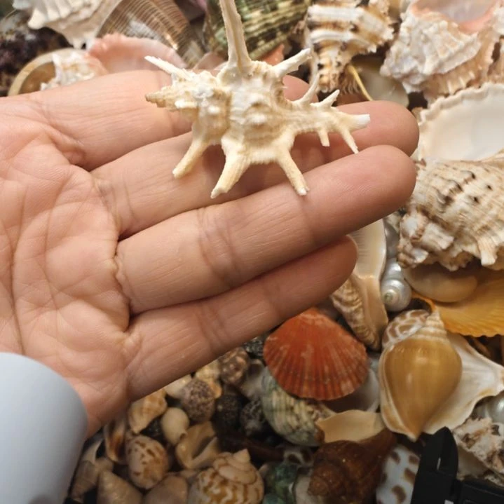石材天然海螺贝壳千手标本
