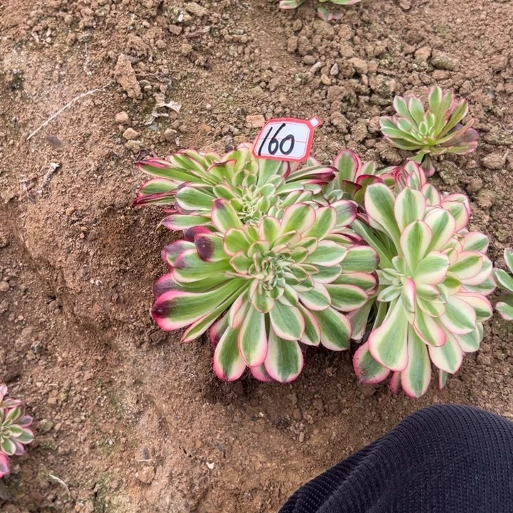 多肉植物160不售后