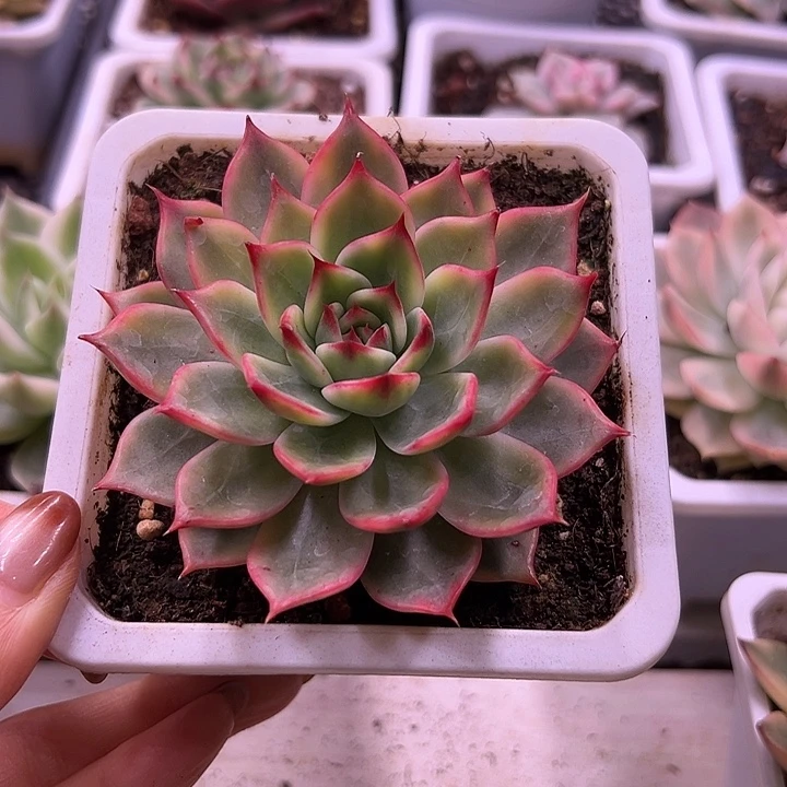 桃花锦多肉植物单头