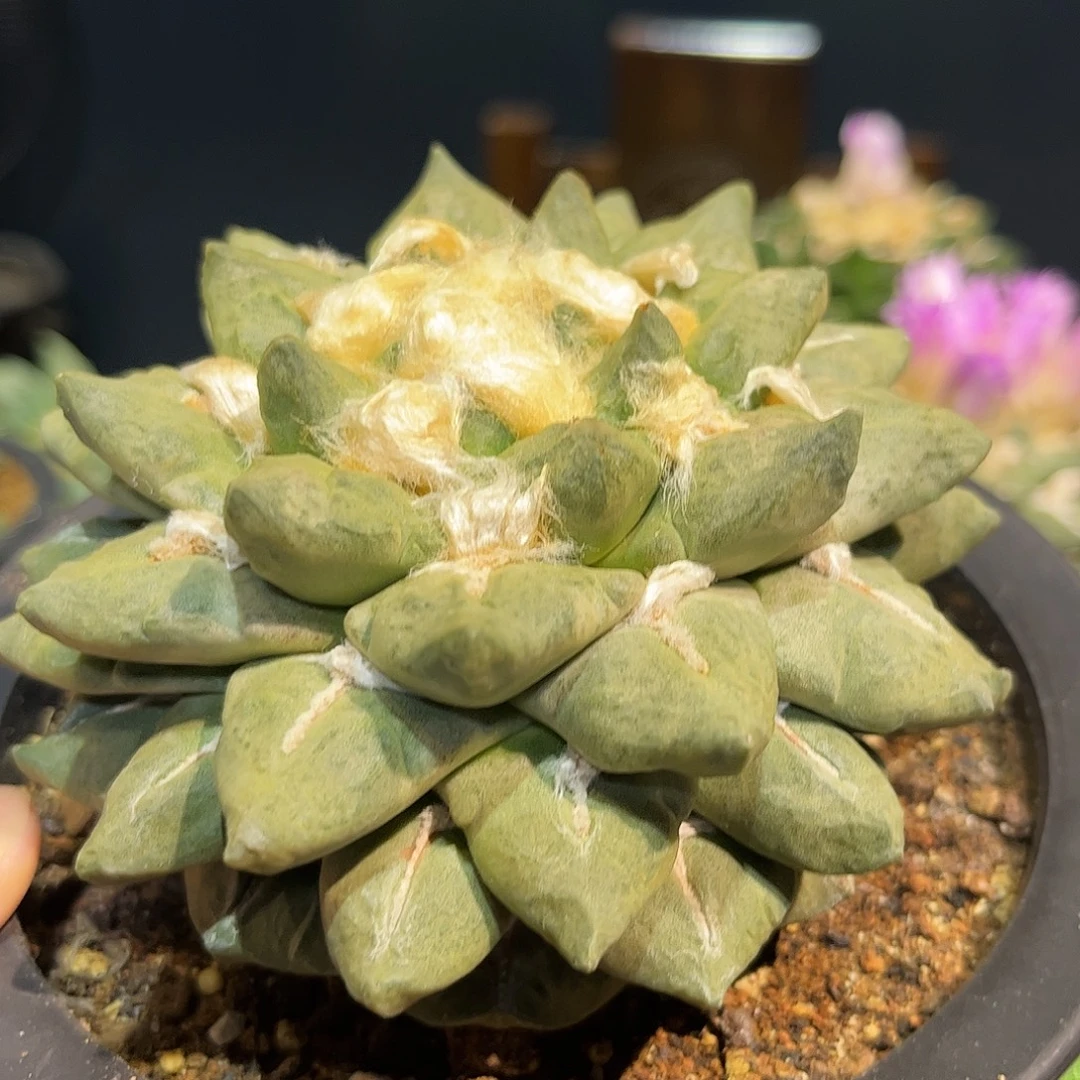 25号自根萝卜根龙角龟