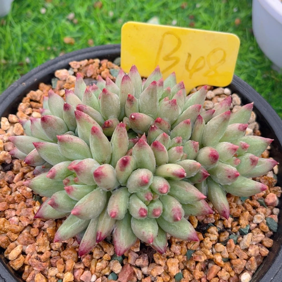 二代虞美人888888888888