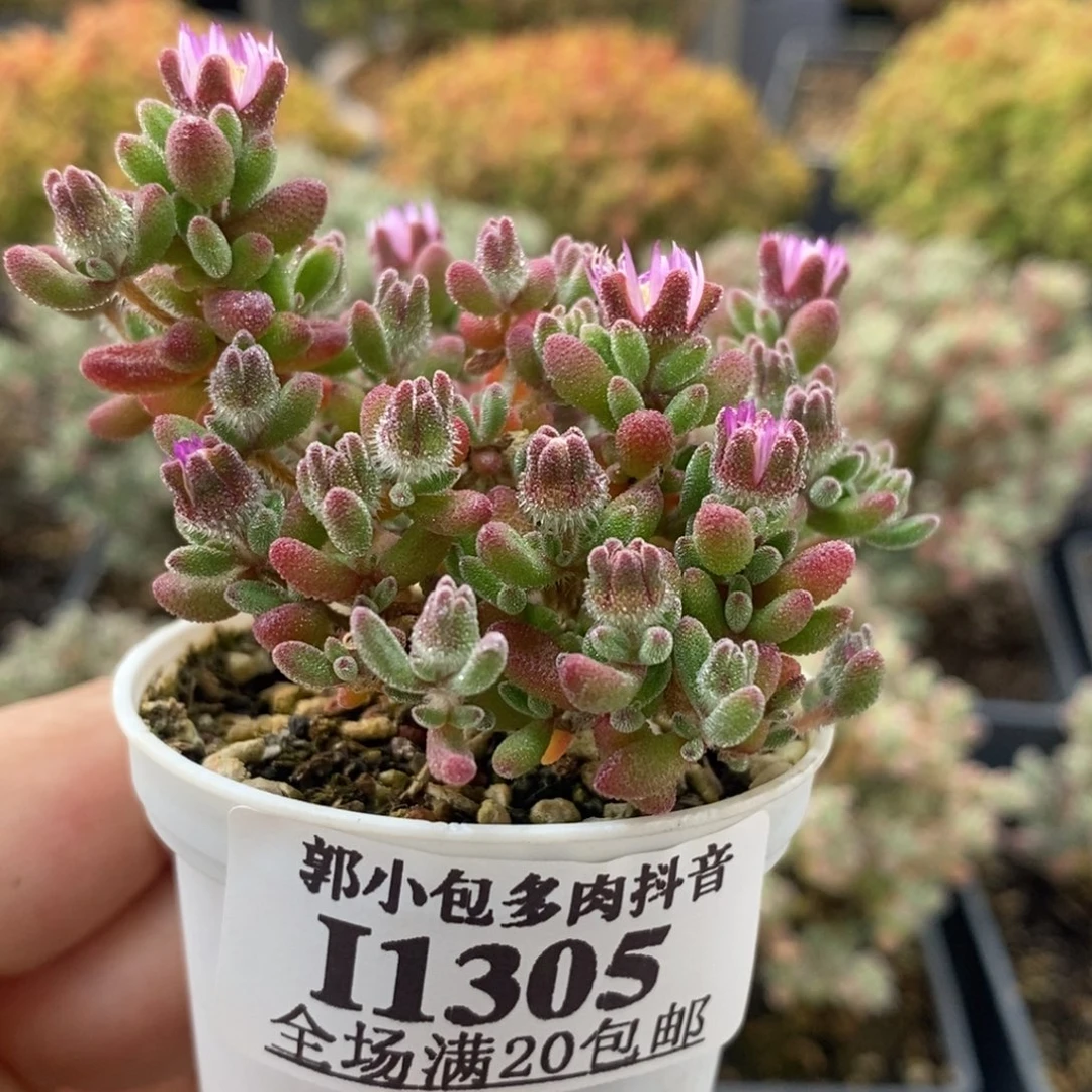 红宝石1305枝干番杏