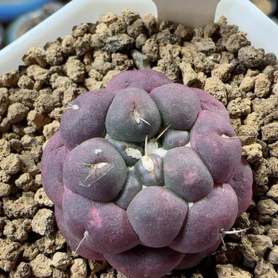 60自根萝卜根无刺象牙多肉3.2厘米