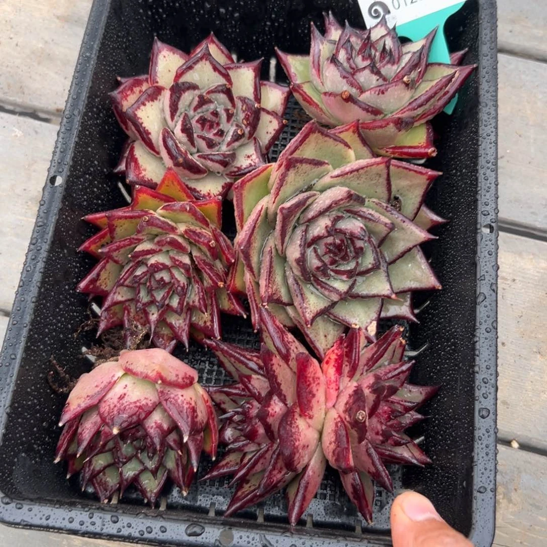 多肉一物一拍0126-335